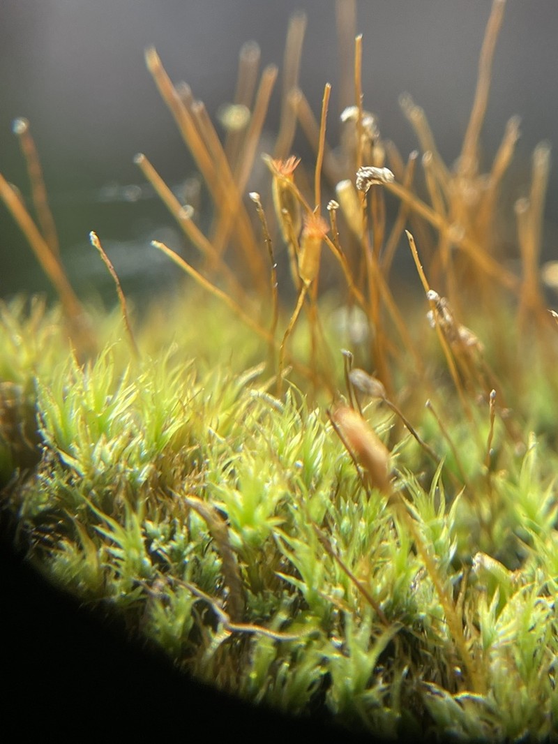 Saelania Moss photo 2