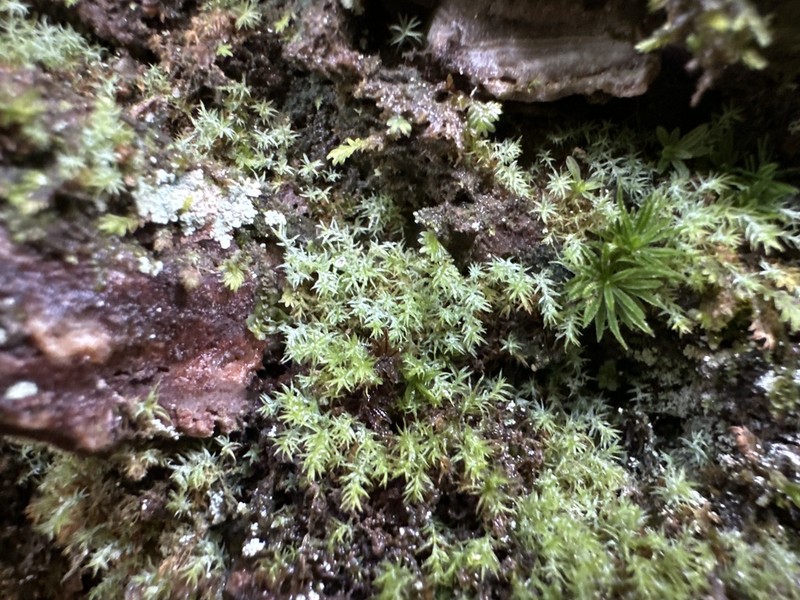 Saelania Moss photo 3