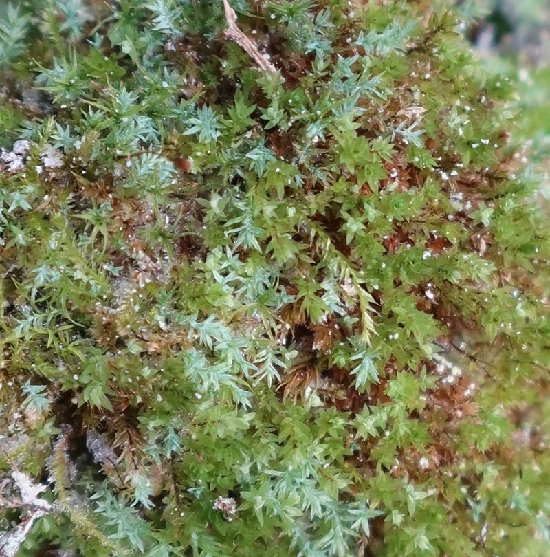 Saelania Moss photo 4