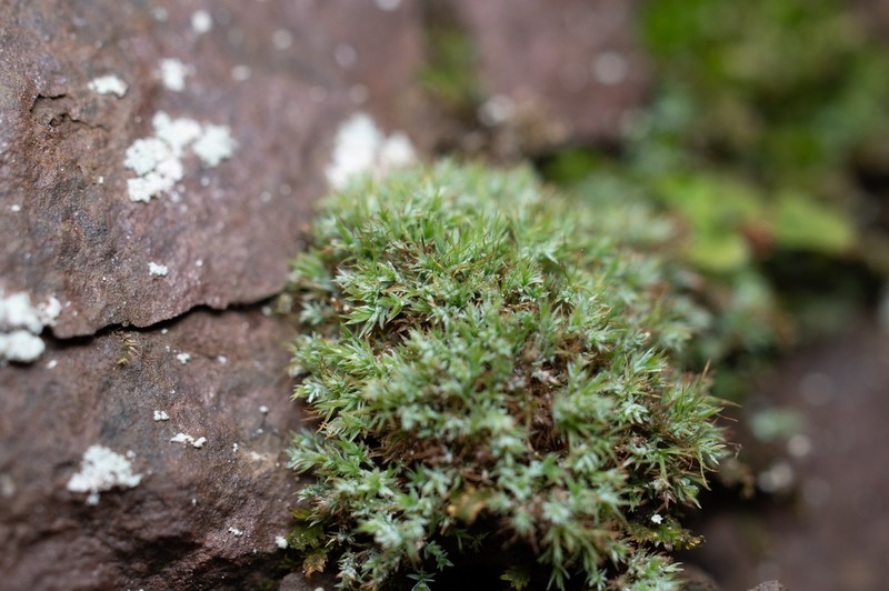 Saelania Moss photo 5