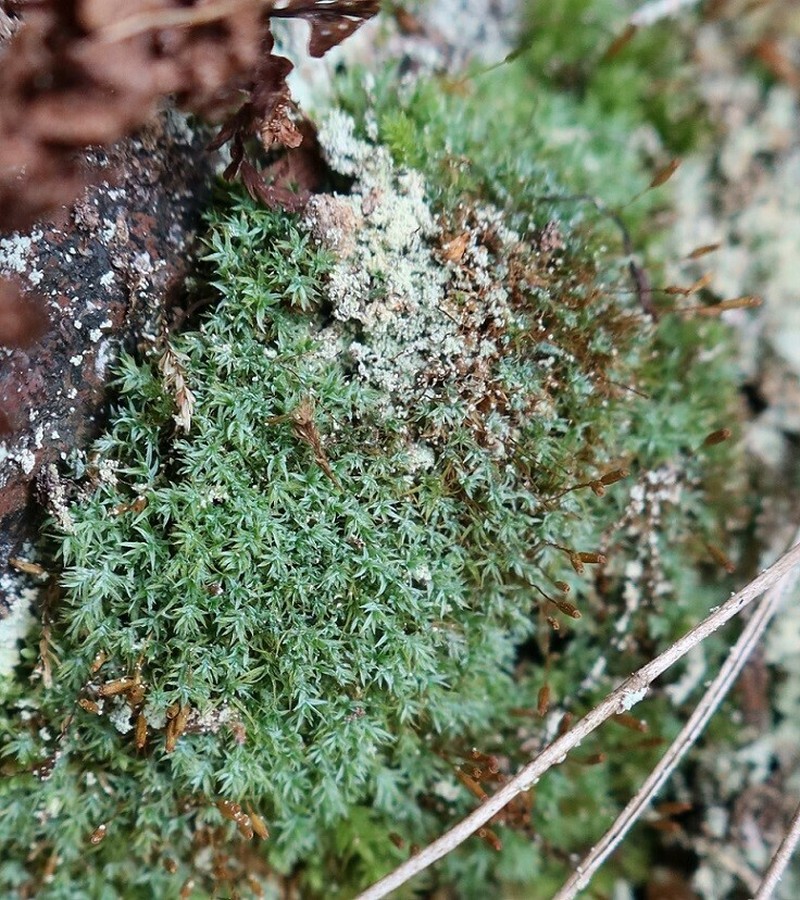 Saelania Moss photo 7