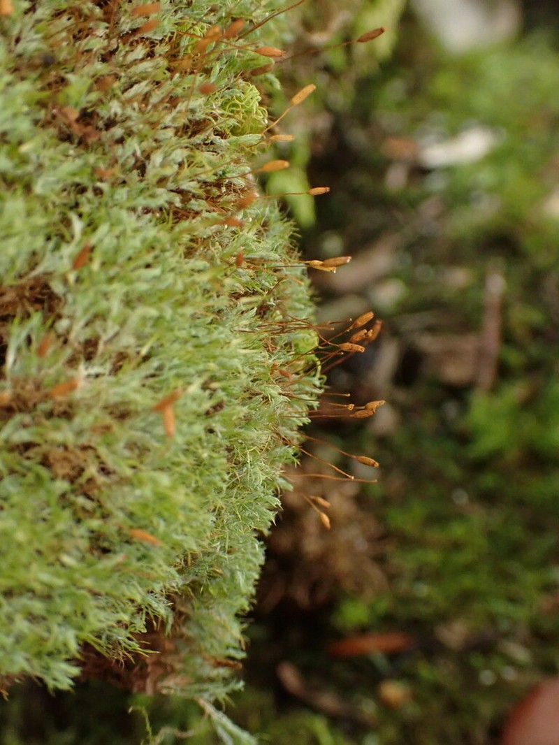 Saelania Moss photo 8