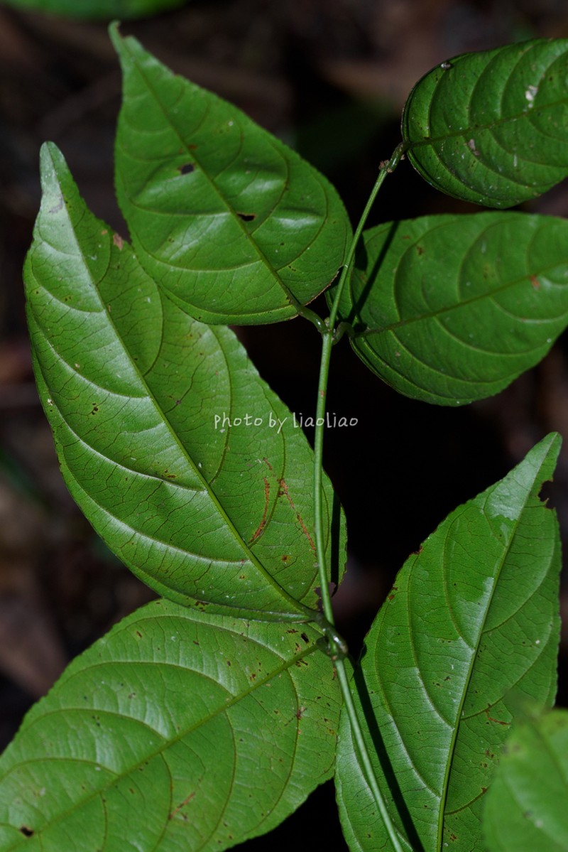 Sageretia ellipsoidea
