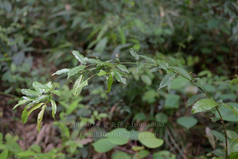 Sageretia ellipsoidea photo 2