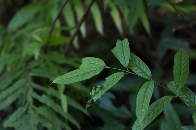 Sageretia ellipsoidea photo 3