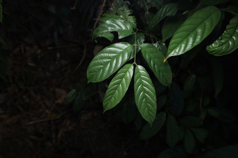 Sageretia ellipsoidea photo 4