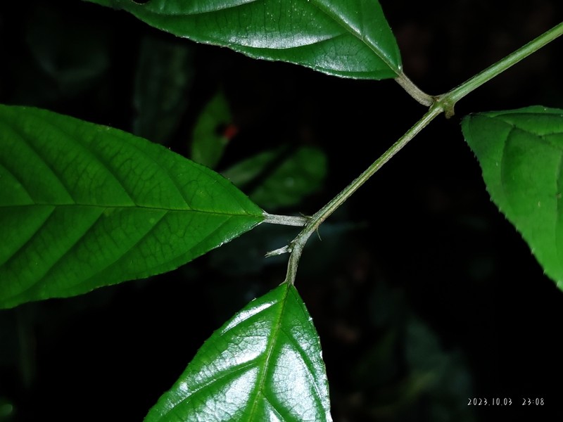 Sageretia ellipsoidea photo 5
