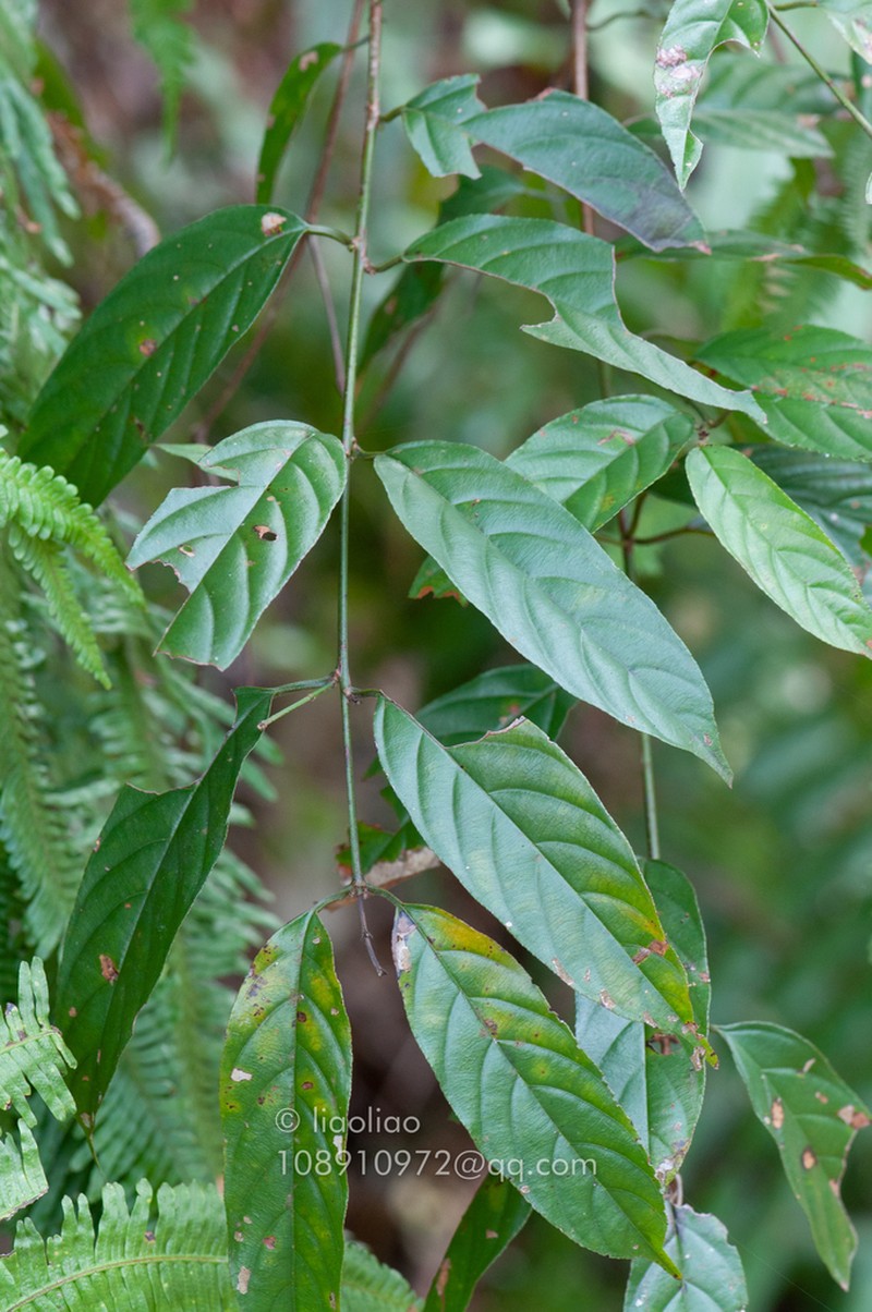 Sageretia ellipsoidea photo 6