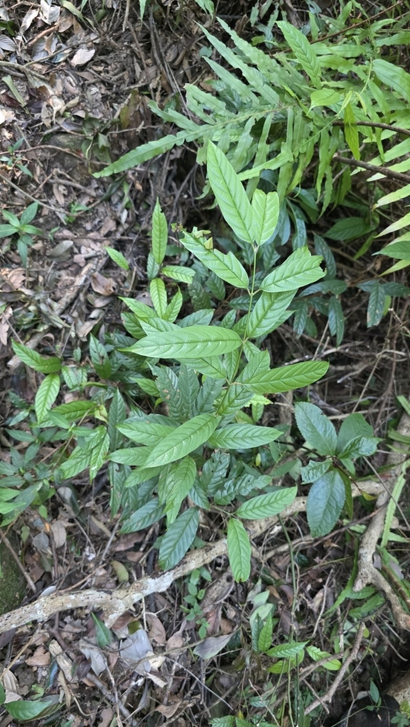 Sageretia ellipsoidea photo 7