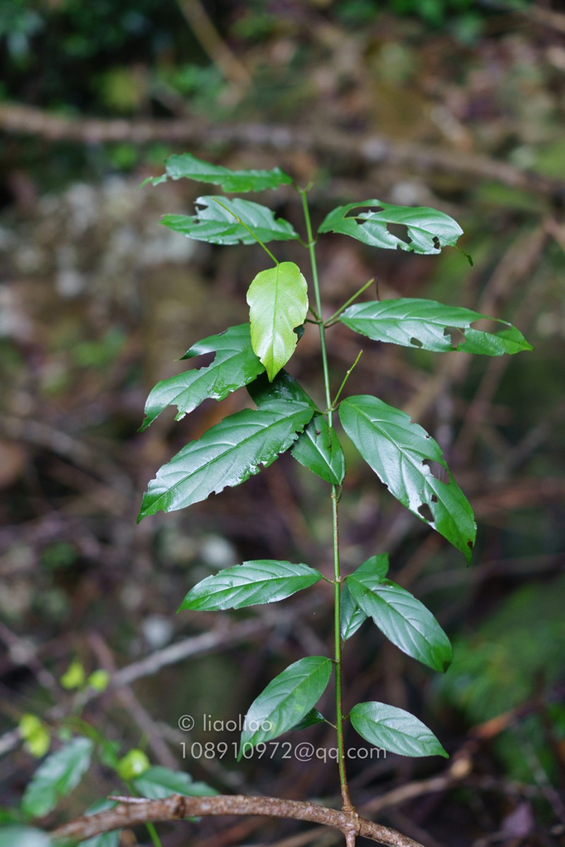 Sageretia ellipsoidea photo 8