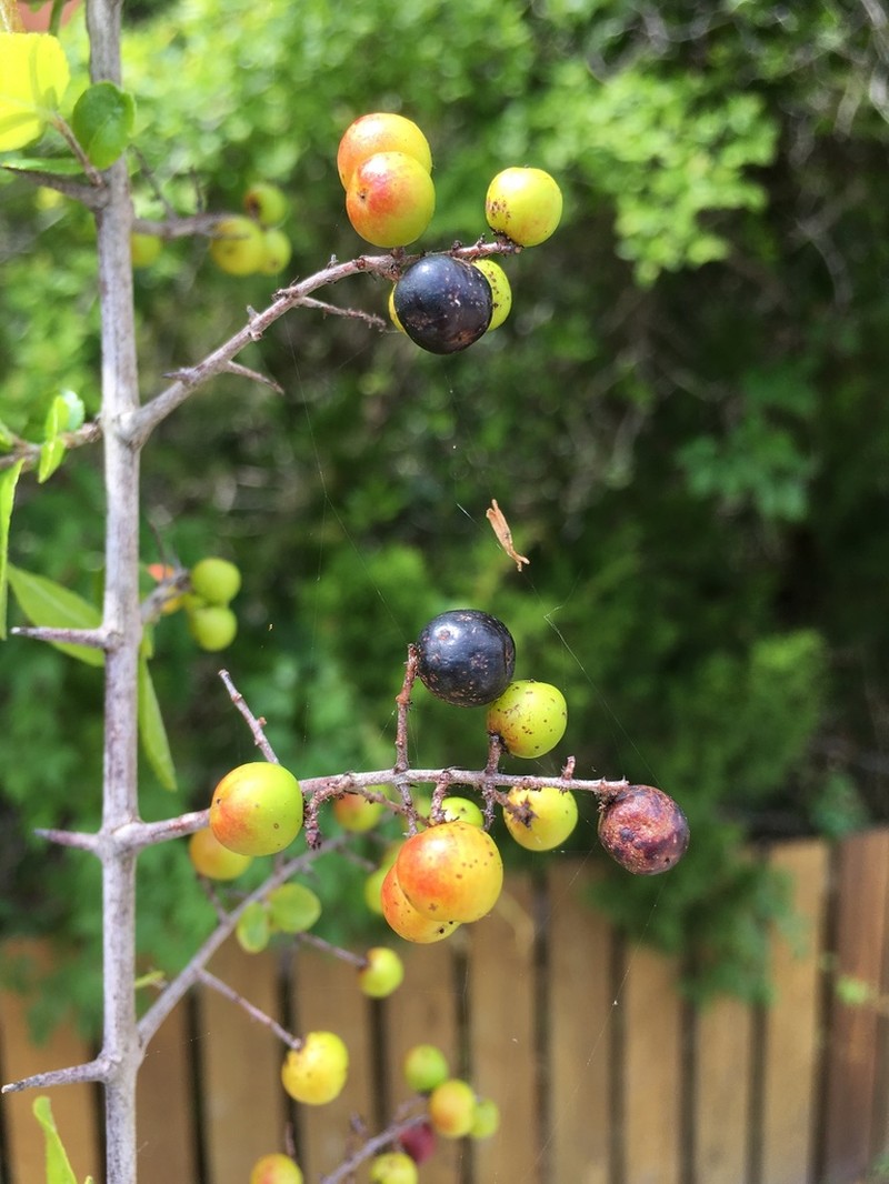 Smallflower Mock Buckthorn