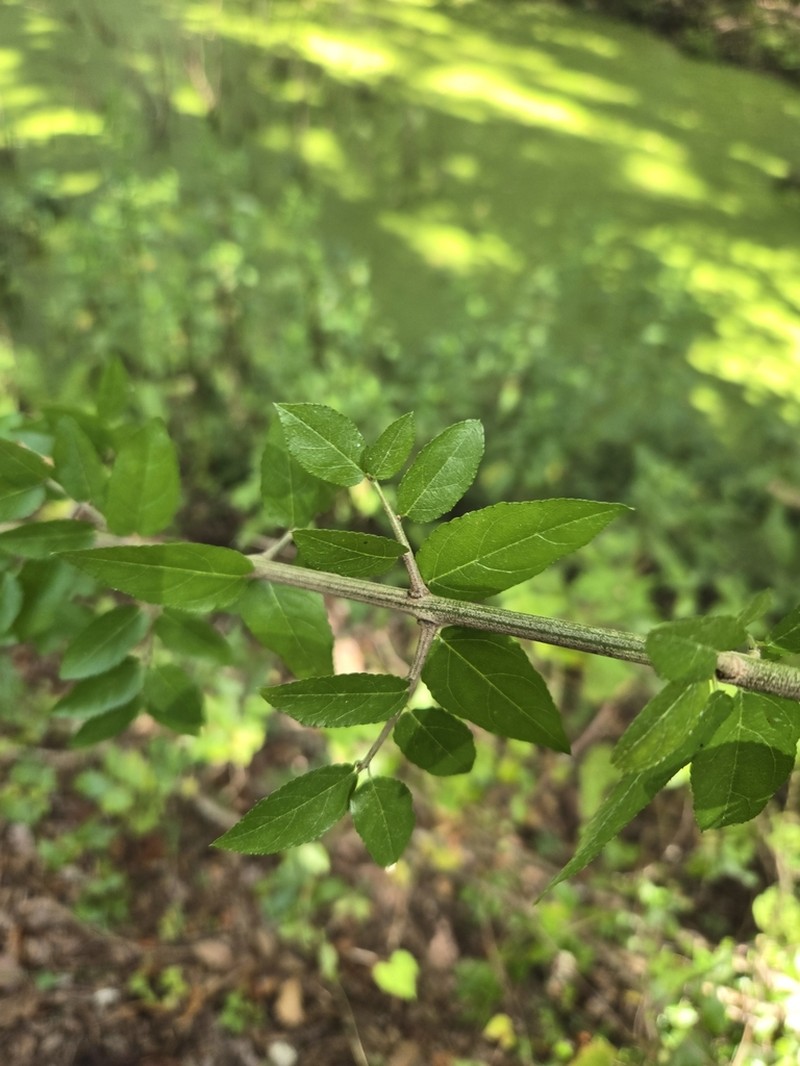 Smallflower Mock Buckthorn photo 2