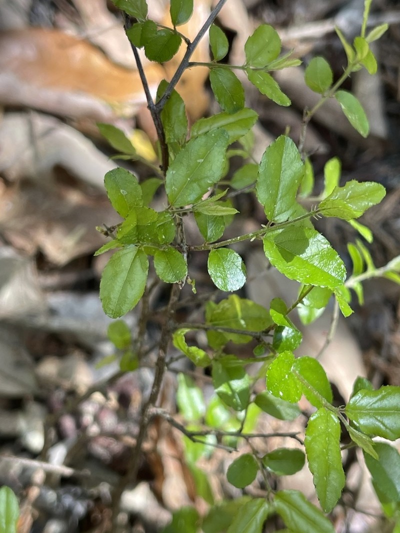 Smallflower Mock Buckthorn photo 3