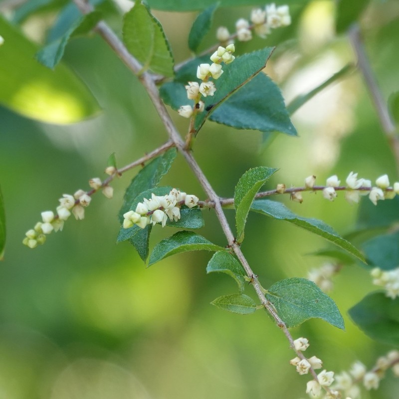 Smallflower Mock Buckthorn photo 4