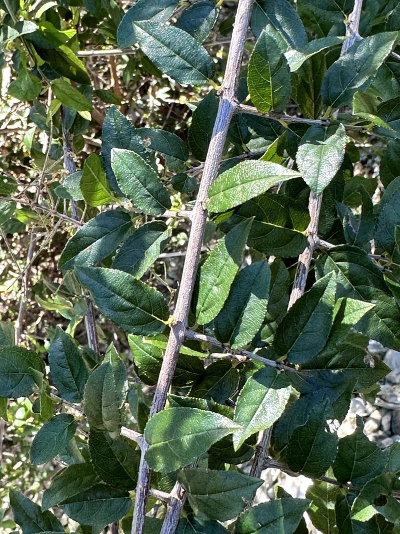 Smallflower Mock Buckthorn photo 5