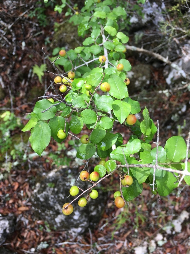 Smallflower Mock Buckthorn photo 6