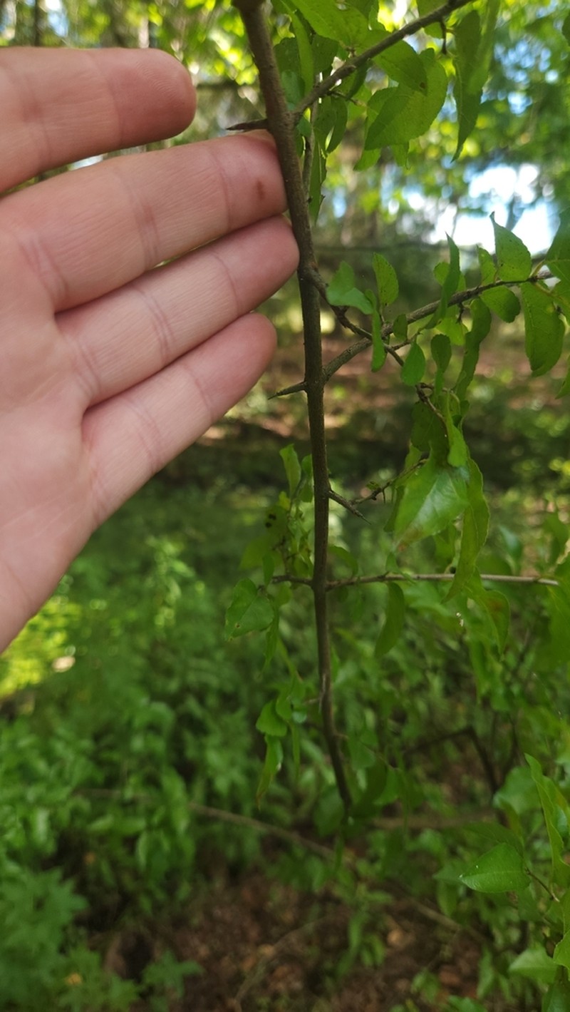 Smallflower Mock Buckthorn photo 7