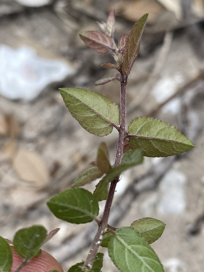 Smallflower Mock Buckthorn photo 8