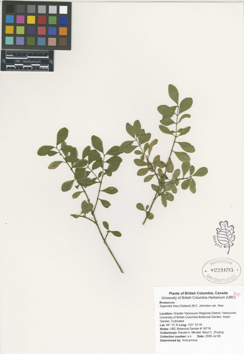 Sageretia thea var. thea