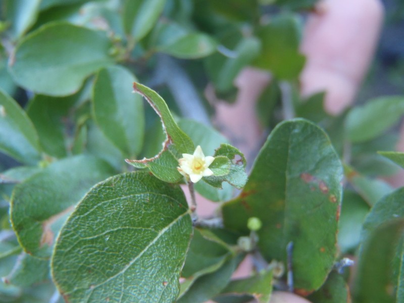 Wright's Mock Buckthorn