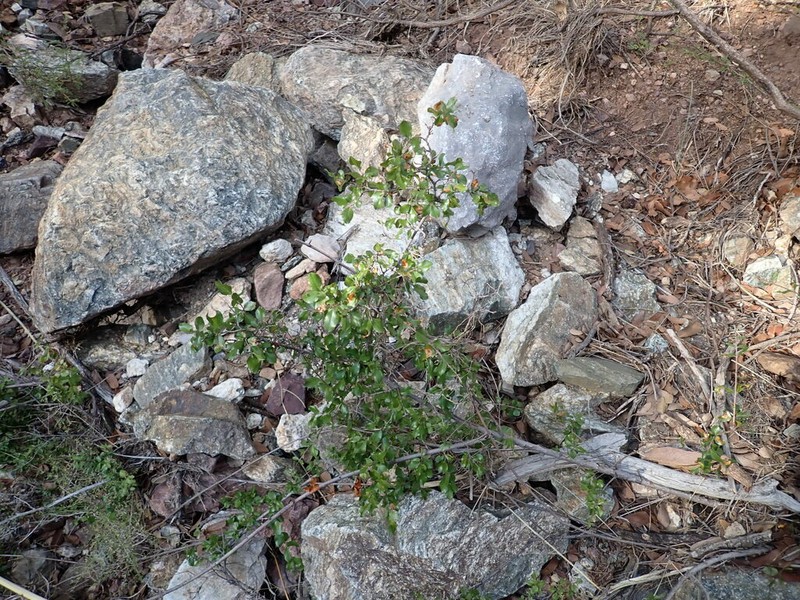 Wright's Mock Buckthorn photo 2