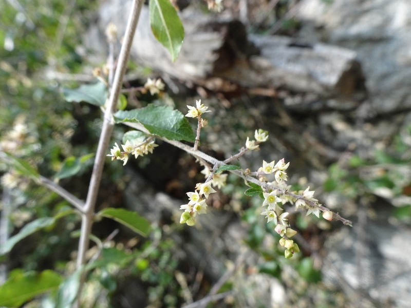 Wright's Mock Buckthorn photo 3