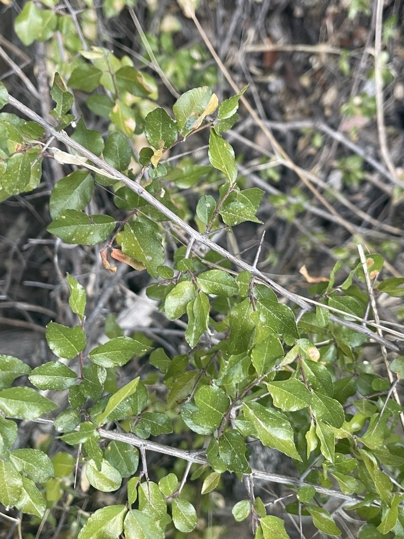 Wright's Mock Buckthorn photo 4