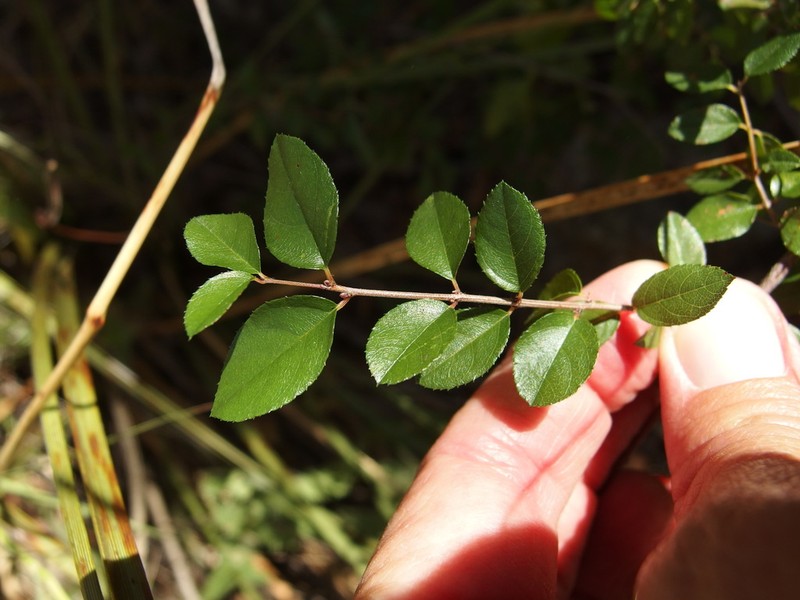 Wright's Mock Buckthorn photo 5