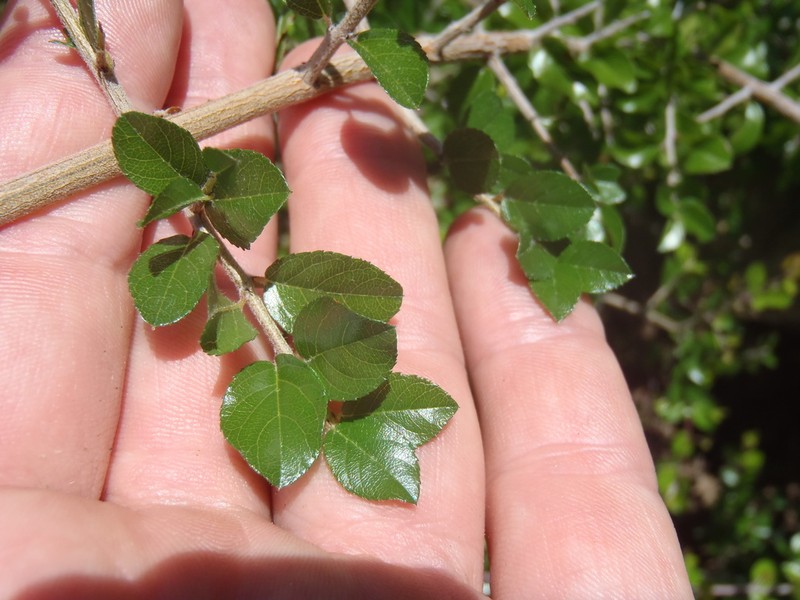 Wright's Mock Buckthorn photo 6