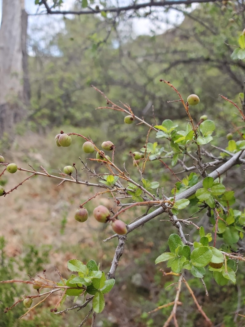 Wright's Mock Buckthorn photo 7
