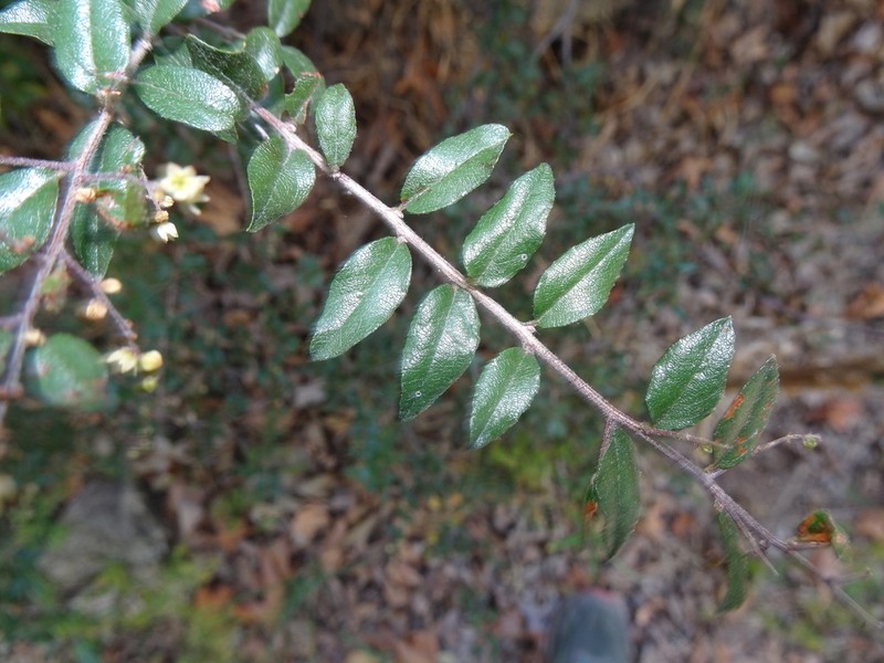 Wright's Mock Buckthorn photo 8