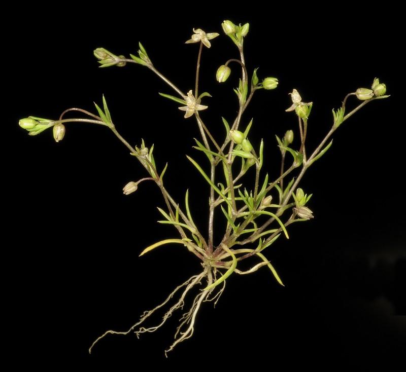 Annual Pearlwort photo 4