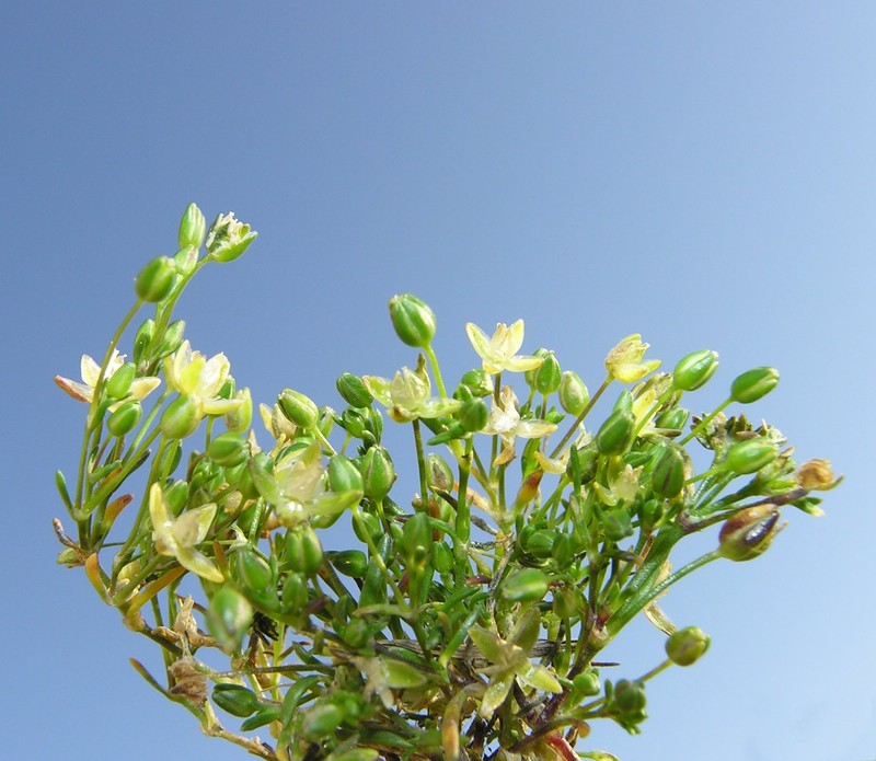 Annual Pearlwort photo 5