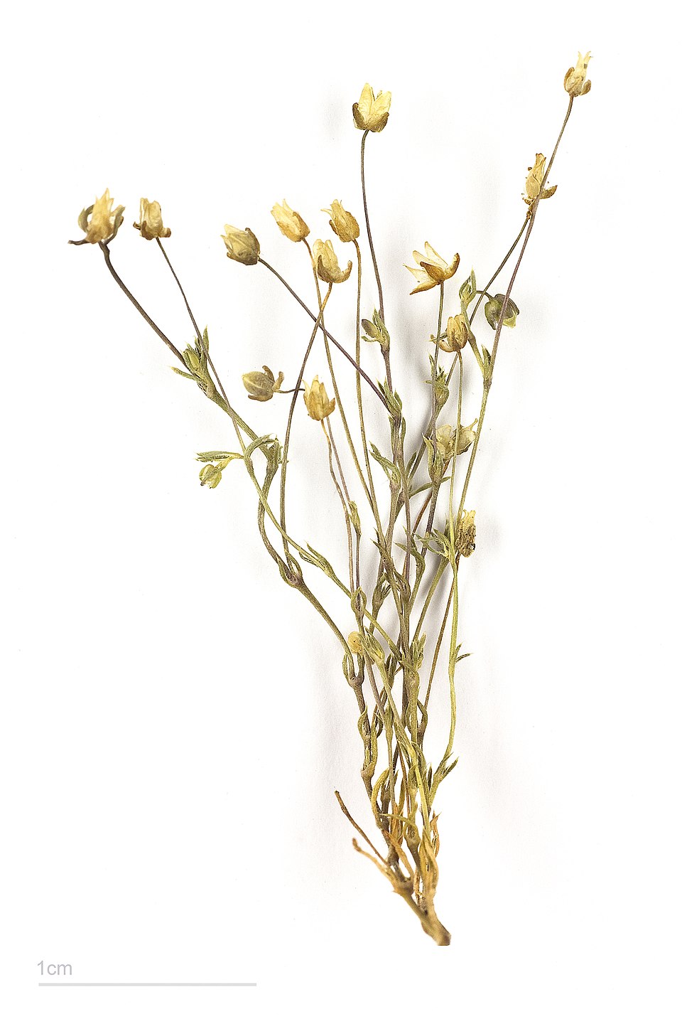 Annual Pearlwort photo 6