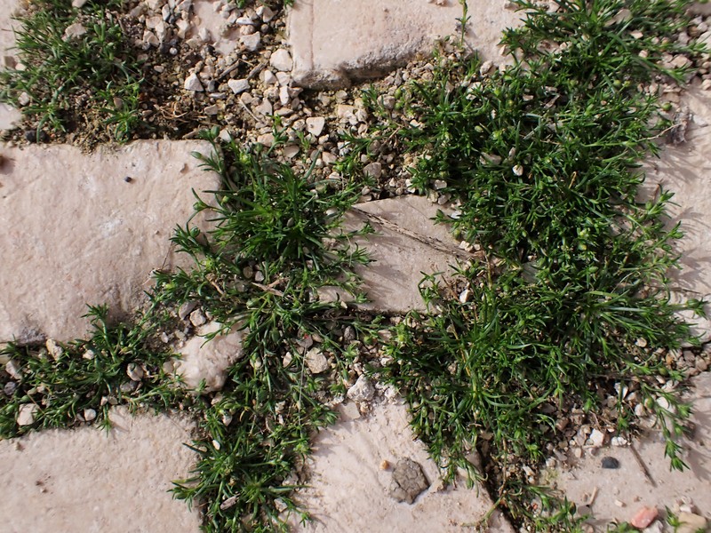 Annual Pearlwort photo 2