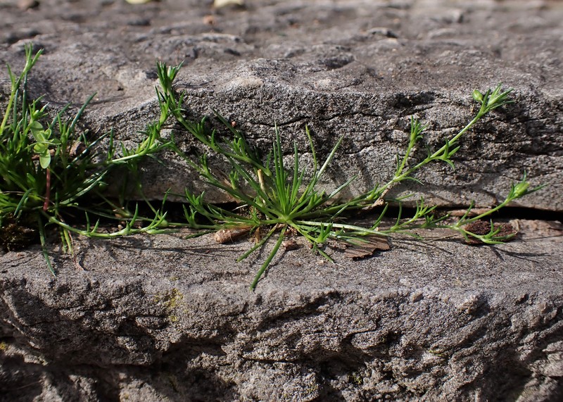Annual Pearlwort photo 3