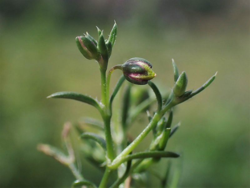 Annual Pearlwort photo 7