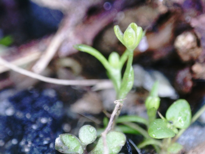 Trailing Pearlwort