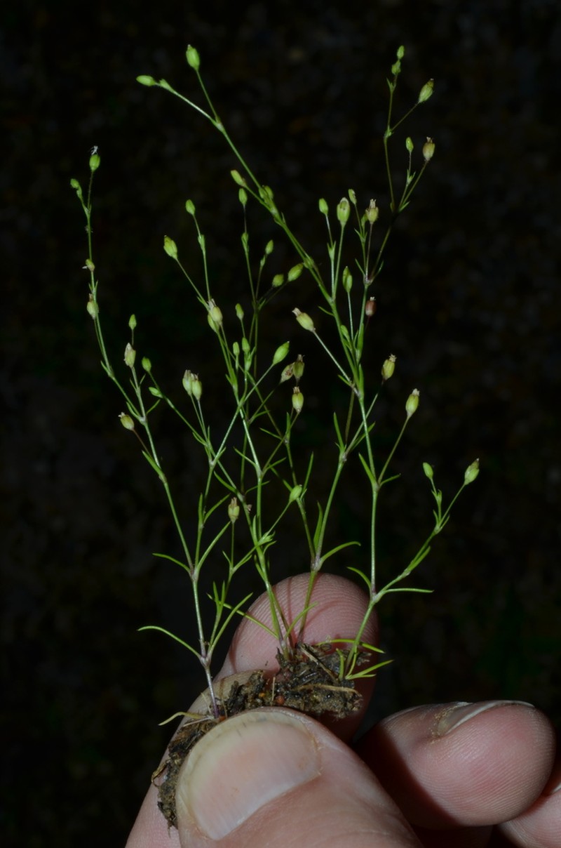 Trailing Pearlwort photo 2