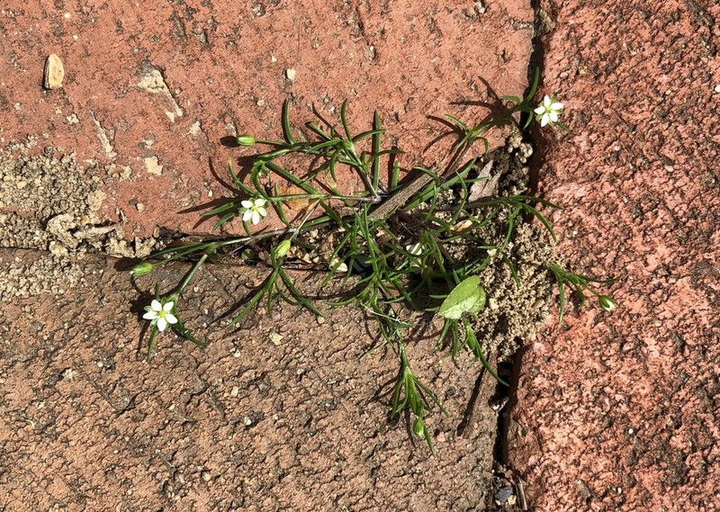 Trailing Pearlwort photo 3
