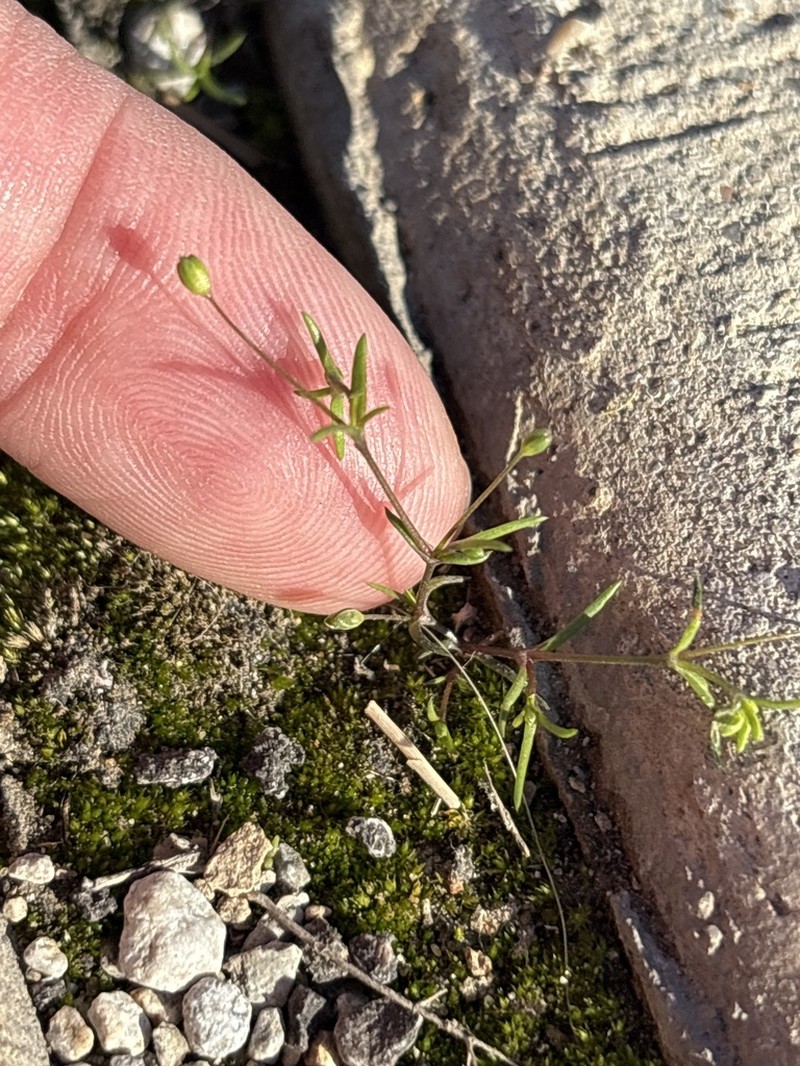 Trailing Pearlwort photo 4