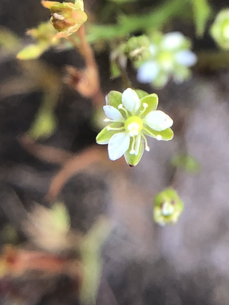 Trailing Pearlwort photo 5