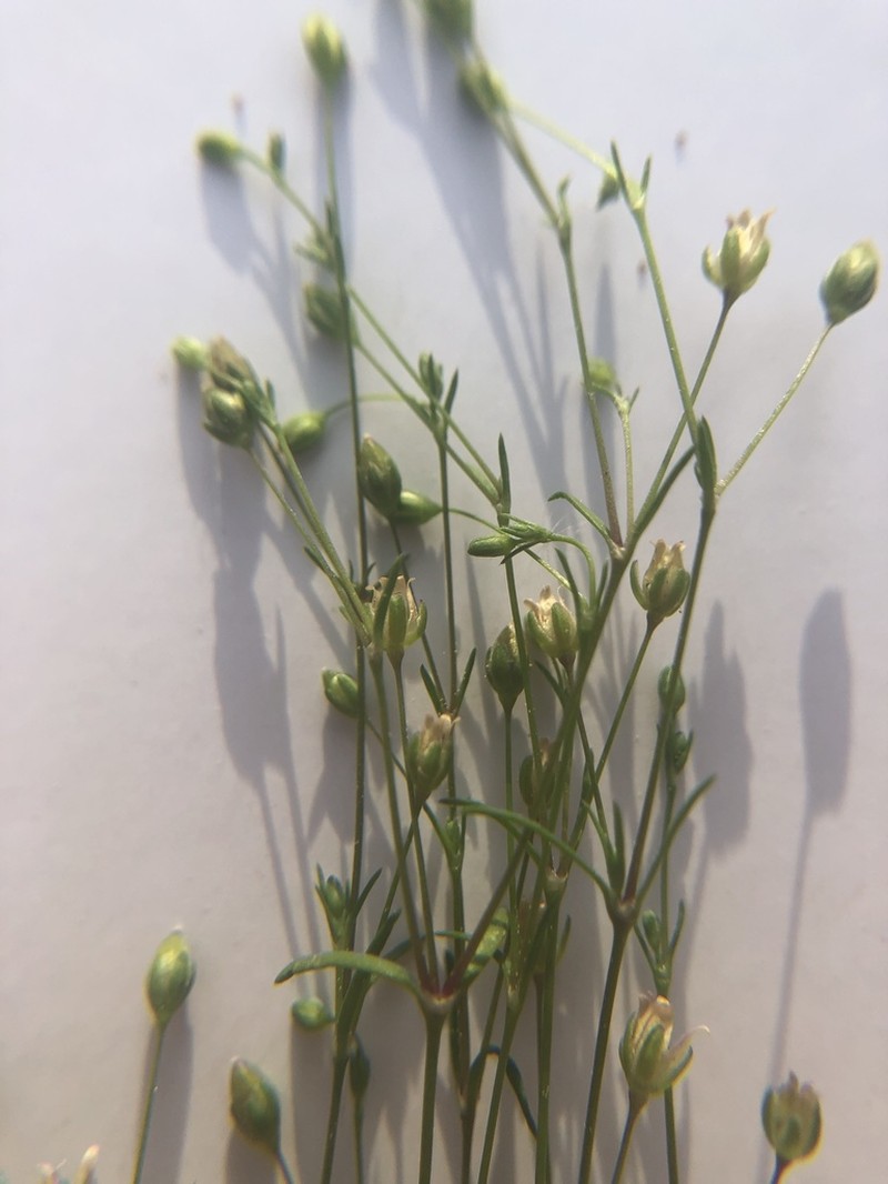 Trailing Pearlwort photo 6