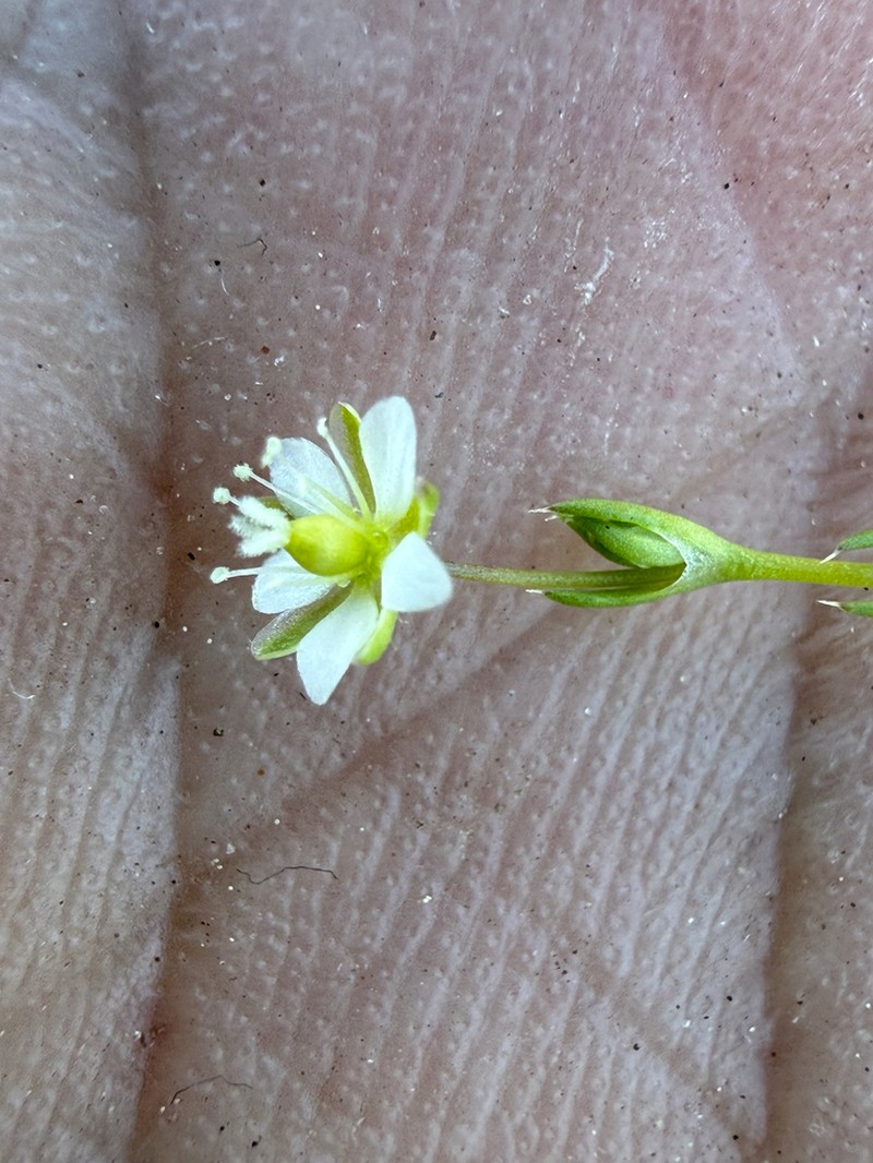 Trailing Pearlwort photo 8