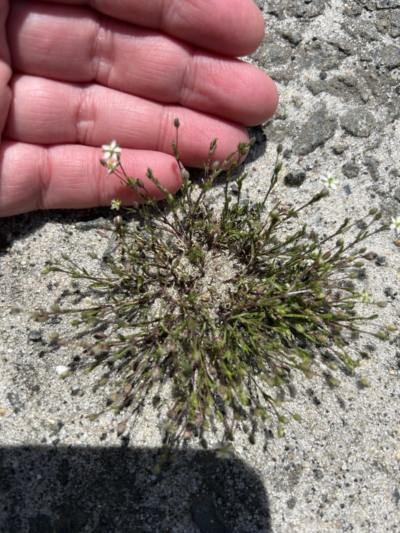 Sagina decumbens subsp. decumbens