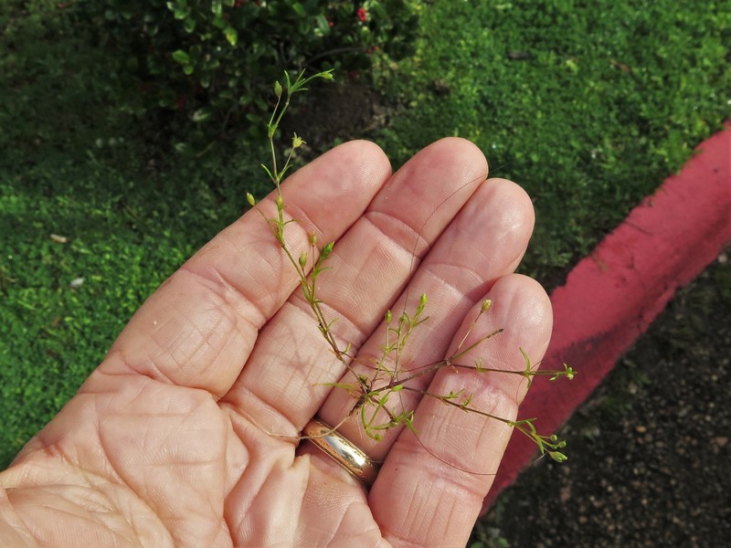 Sagina decumbens subsp. decumbens photo 2