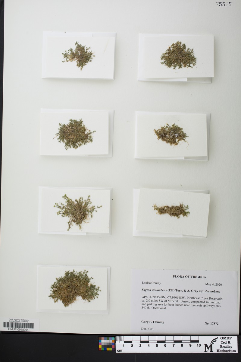 Sagina decumbens subsp. decumbens photo 3