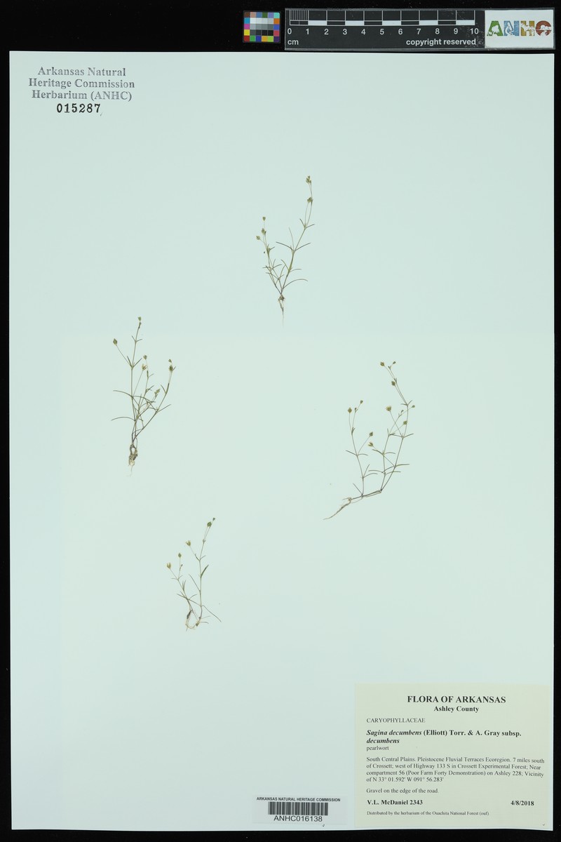 Sagina decumbens subsp. decumbens photo 4
