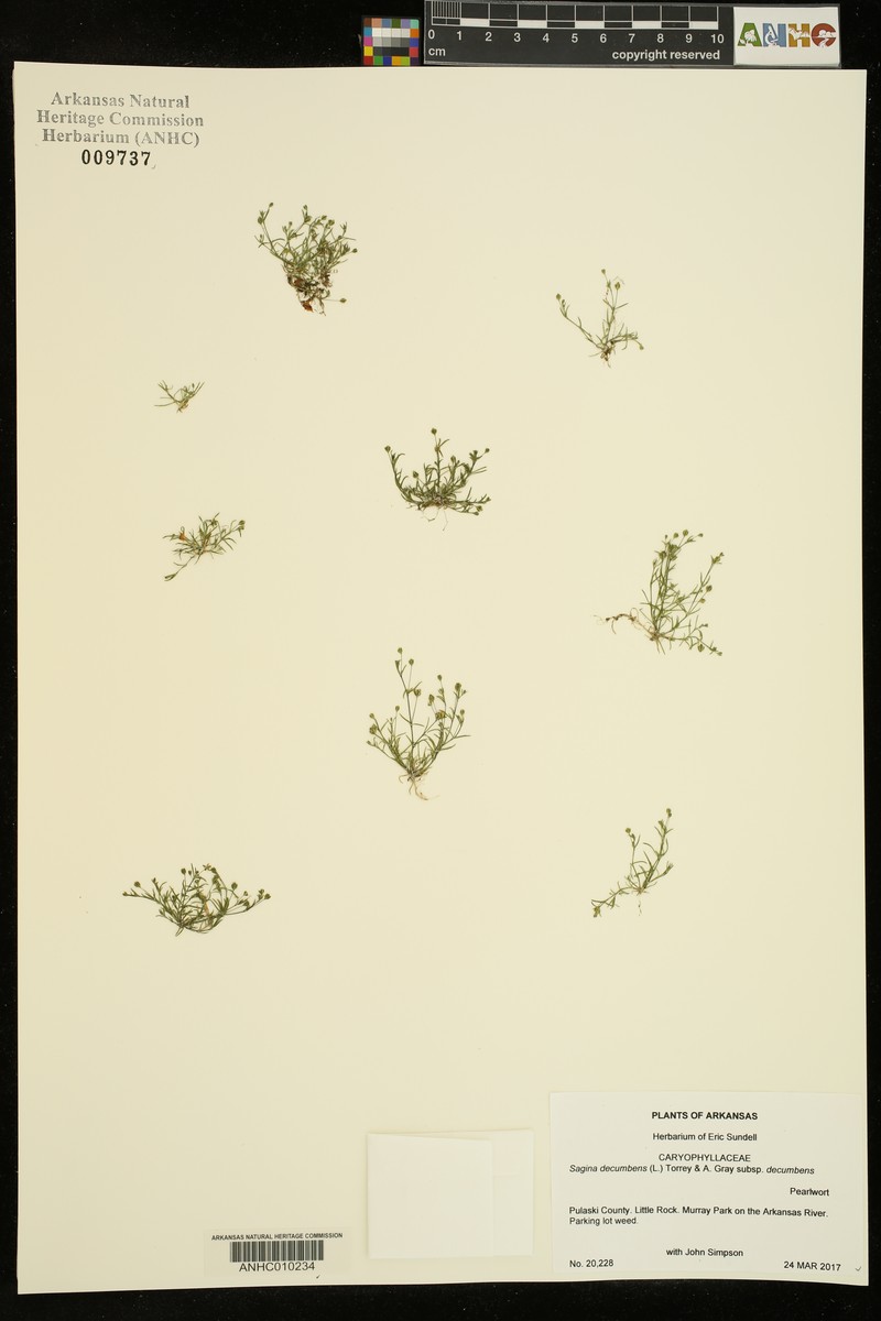 Sagina decumbens subsp. decumbens photo 5
