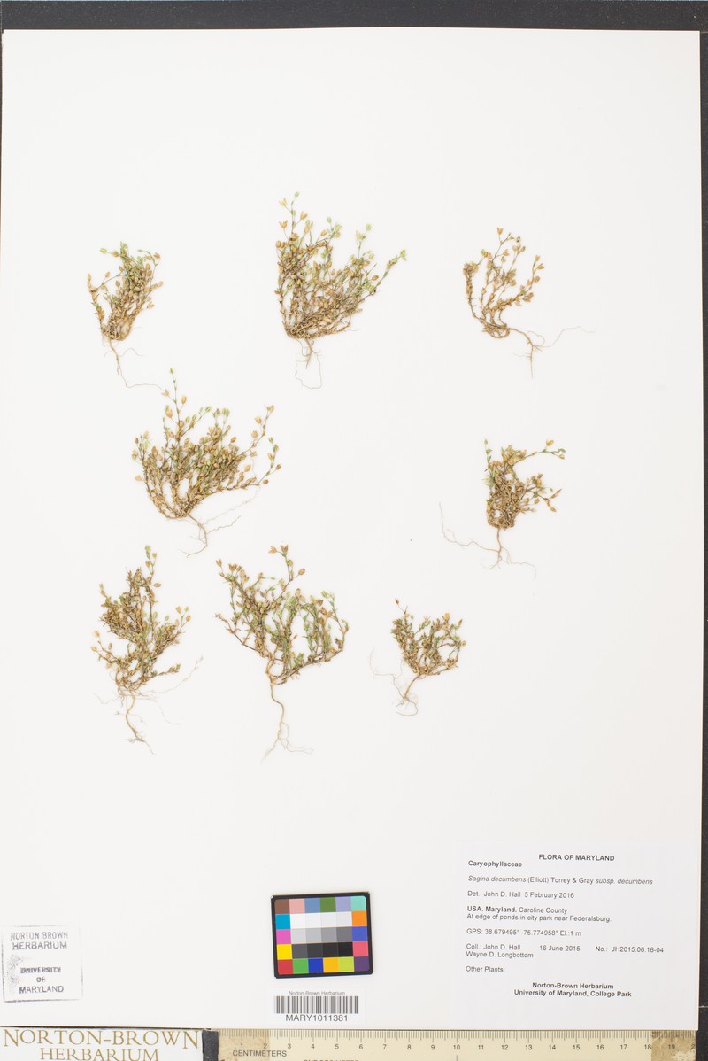 Sagina decumbens subsp. decumbens photo 6